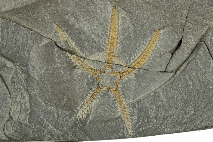 Ordovician Brittle Star (Ophiura) - Morocco #312521